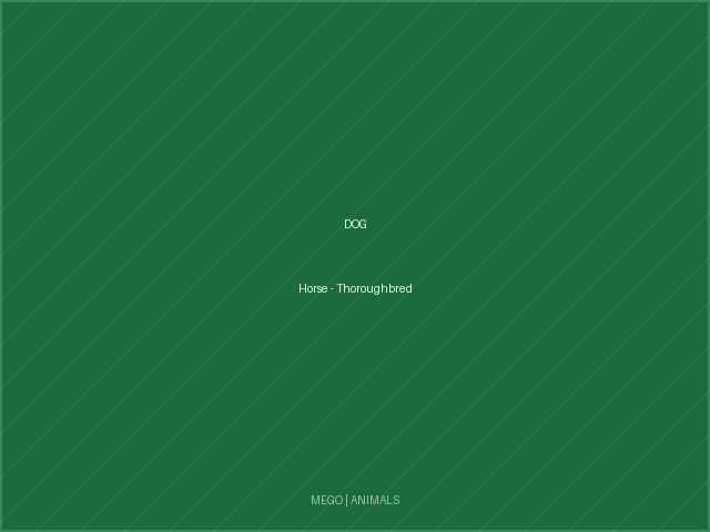 Horse - Thoroughbred