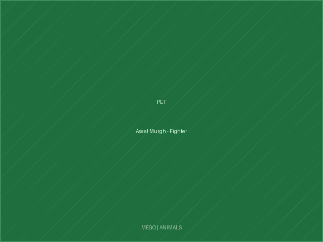 Aseel Murgh - Fighter